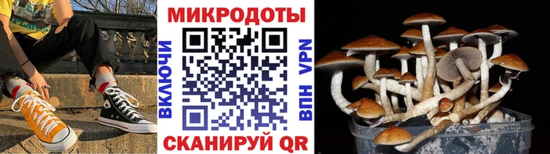 Купить где  Канск  Псилоцибиновые грибы Psilocybe 